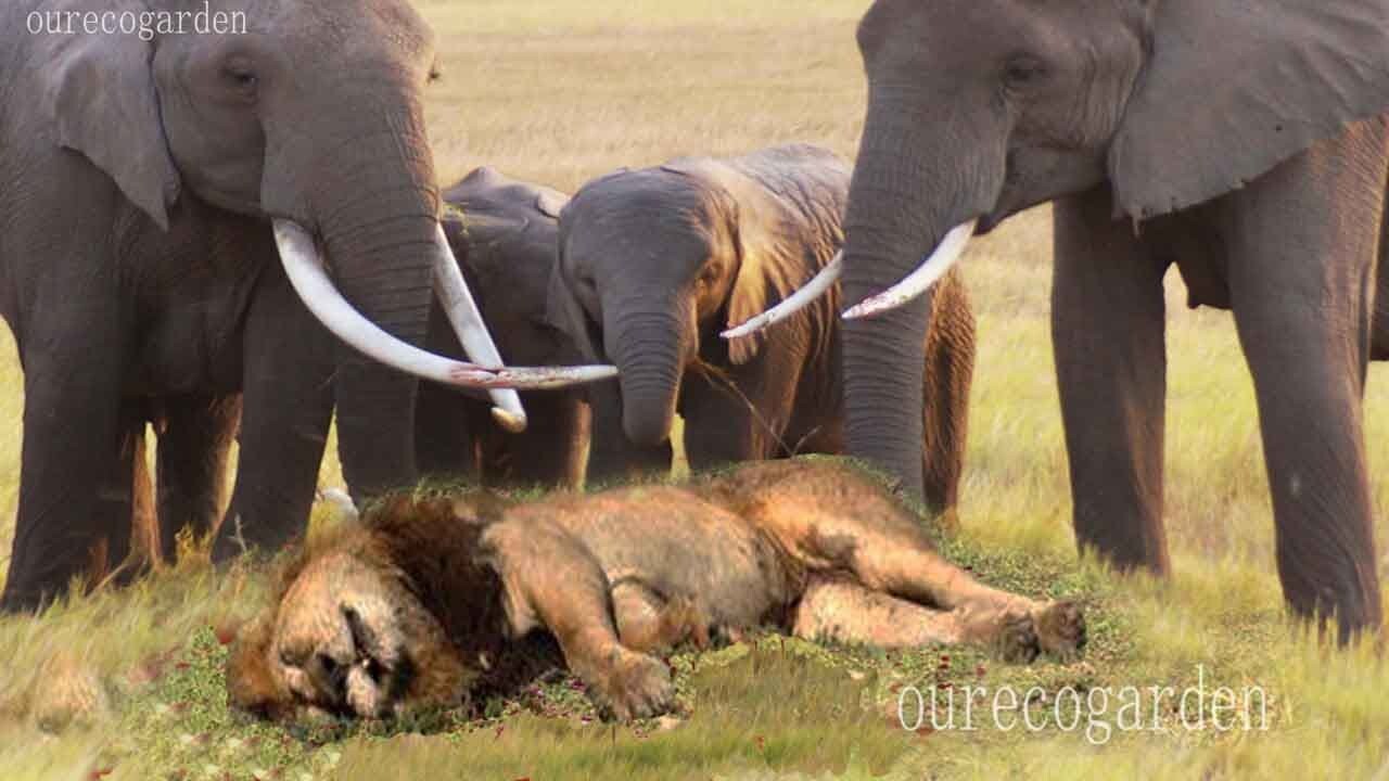 Lion Vs Bull Elephant Crocodile Vs Elephant Lion Attacks Animal Fight